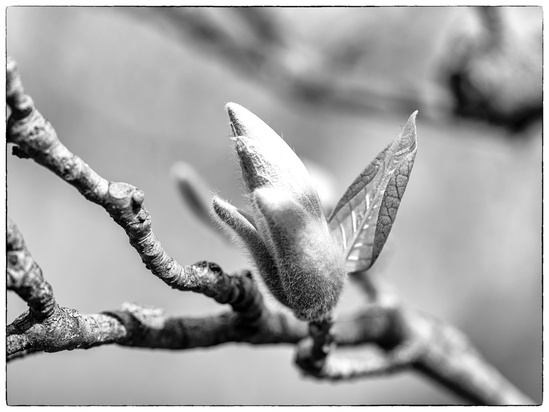 Noir et blanc : un bourgeon de magnolia qui s'ouvre au bout d'une branche noueuse, sur un fond flou.