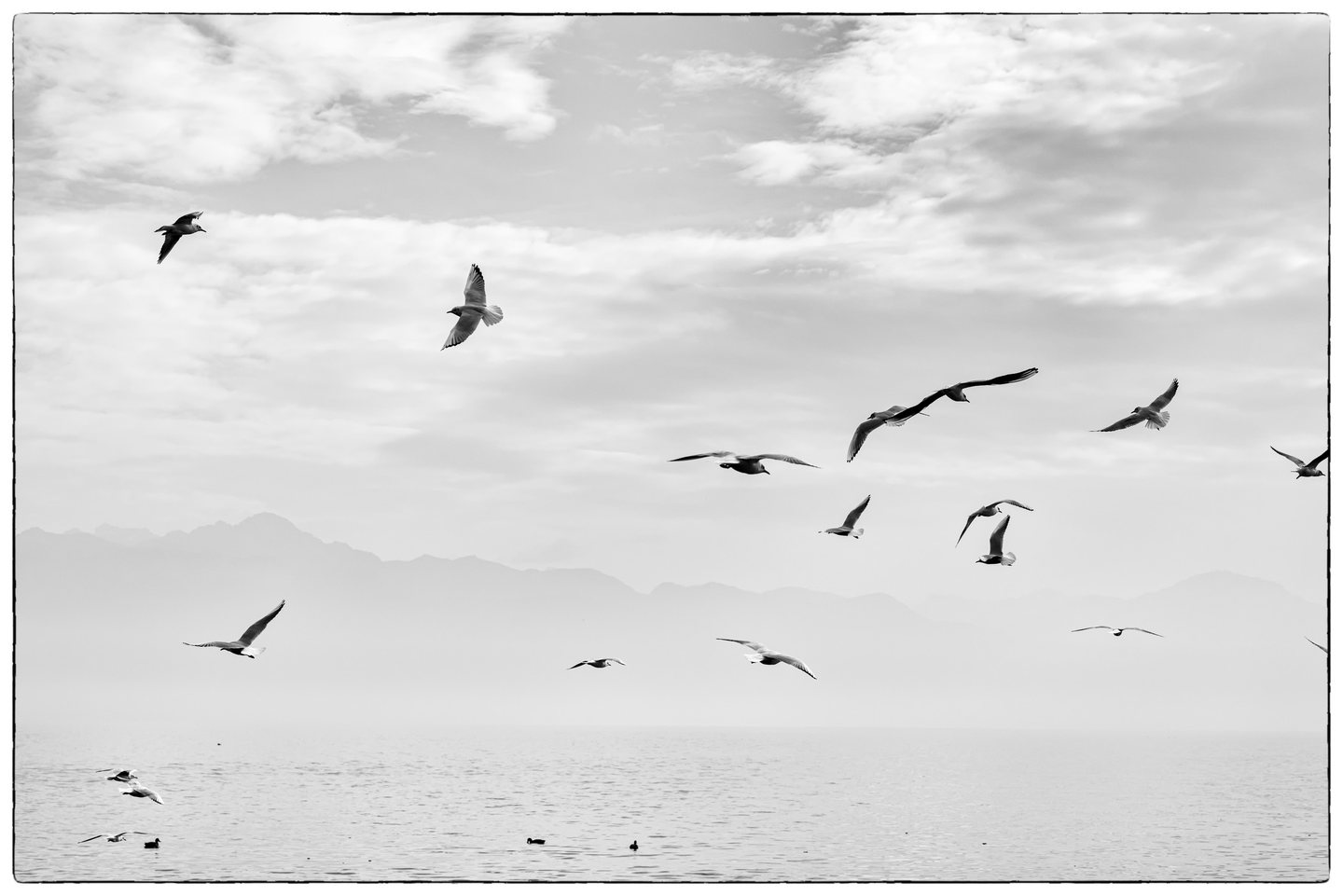 Des mouettes en vol au-dessus du lac ; les montagnes se devinent à peine dans la brume, l'image est presque blanche.