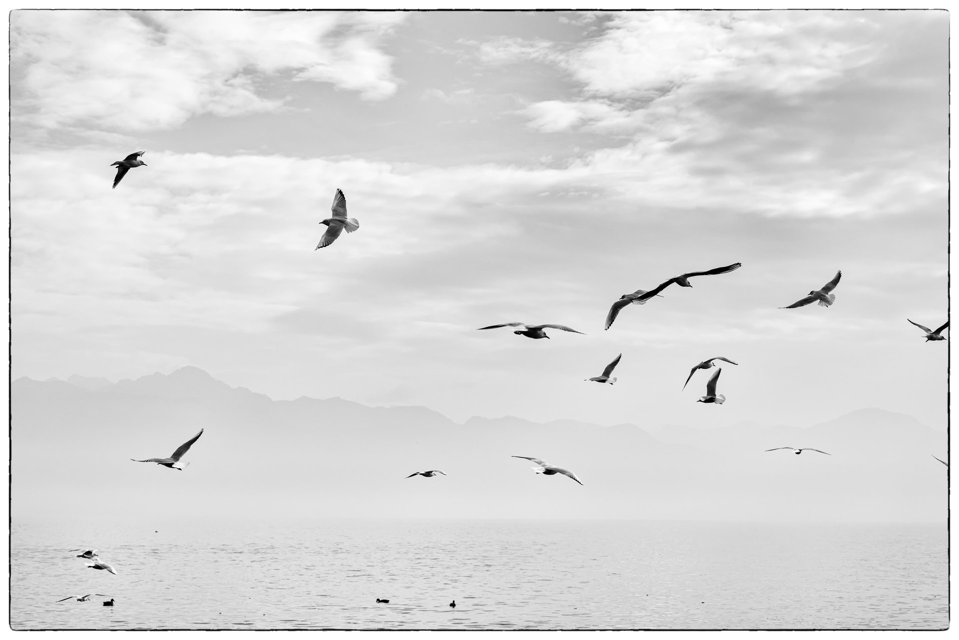 Des mouettes en vol au-dessus du lac ; les montagnes se devinent à peine dans la brume, l'image est presque blanche.